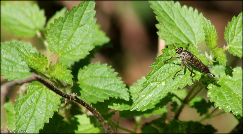 Neomochtherus sp. (Asilidae)